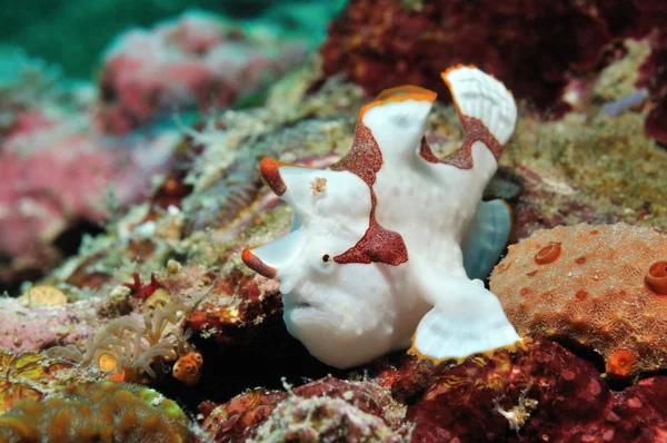 Clown frogfish — Stockfoto