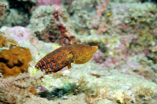 Pulpo anillado azul — Foto de Stock