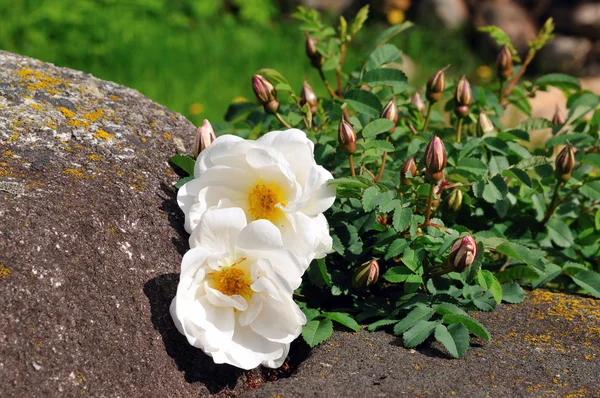Divoká růže na kámen — Stock fotografie