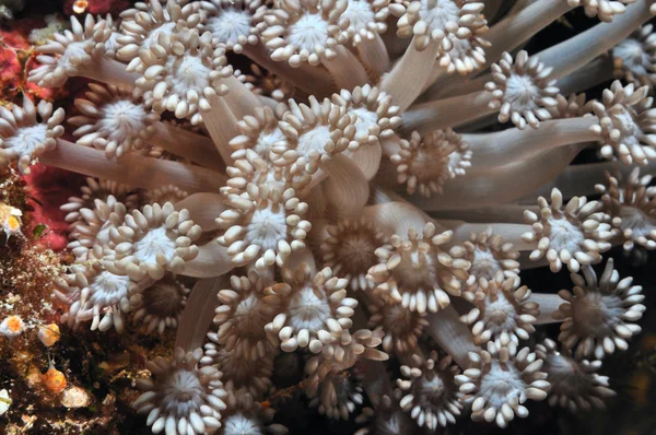 Flores submarinas — Foto de Stock