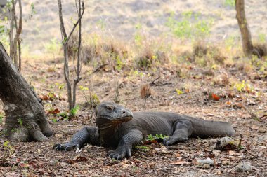 Paniğe komodo ejderi