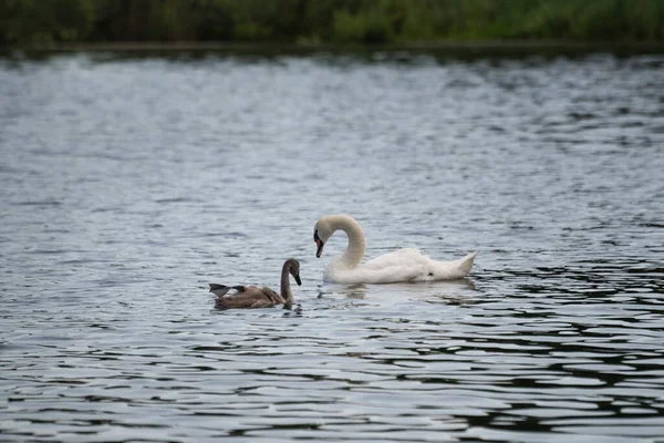 Cisne Joven Con Pierna Arriba Está Flotando Lago Lago Gorodischensky —  Fotos de Stock