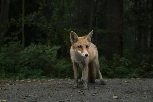 Ein Wildfuchs Steht Waldrand Kurische Nehrung Gebiet Kaliningrad Russland — Stockfoto