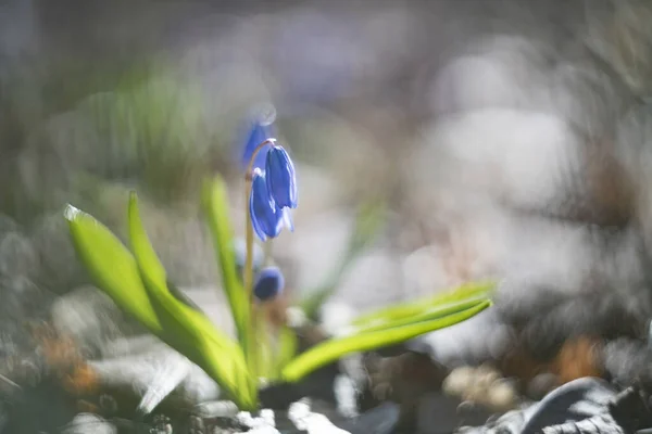 Blooming Bluebells Natural Environment Sunrise Voronezh Region Russia — Stock Photo, Image