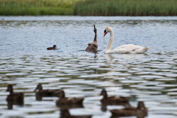 A young swan and its parent are floating on the lake, Gorodischensky lake, Pskov region, Russia