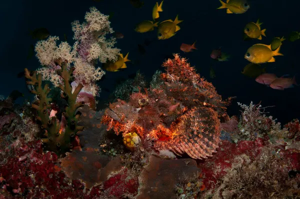 Pez Escorpión Está Tendido Bajo Suave Arbusto Coral Con Pequeño — Foto de Stock