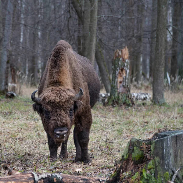 Rusya 'nın Prioksko-terrasny biyosfer rezervinden olgun bir erkek yaban öküzünün (Avrupa bizonu) portresi.