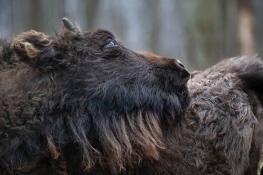 Başını kaldırmış genç bir yaban öküzü, Prioksko-terrasny biyosfer rezervi, Rusya