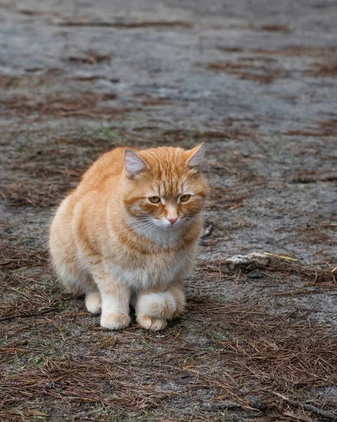 Sad Ginger Cat Sitting Ground Covered Pine Needles Prioksko Terrasny — Stock Photo, Image