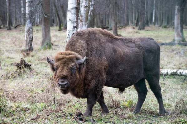 Rusya 'nın Prioksko-terrasny biyosfer rezervinden olgun bir erkek yaban öküzünün (Avrupa bizonu) portresi.