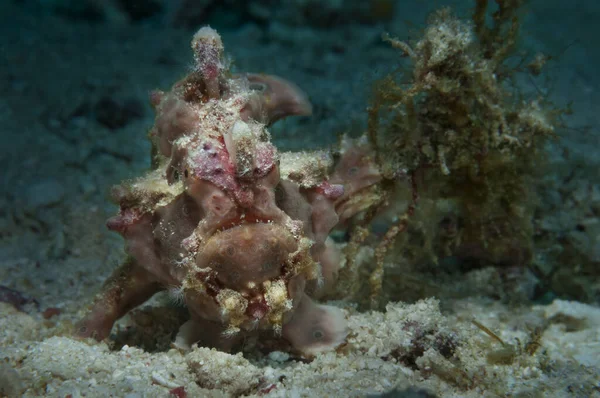 Warty Grodfisk Clown Anglerfish Antennarius Maculatus Lat Gömmer Sig Fred — Stockfoto