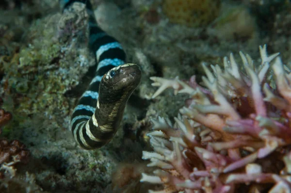 Havsorm Banded Sea Krait Färd Med Att Jaga Natt Skott — Stockfoto