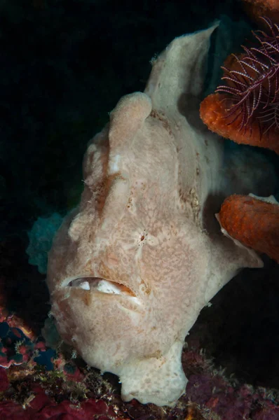 Pez Rana Gigante Esconde Bajo Paz Coral Panglao Filipinas —  Fotos de Stock
