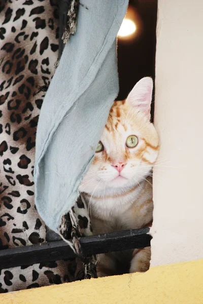 meraklı kedi