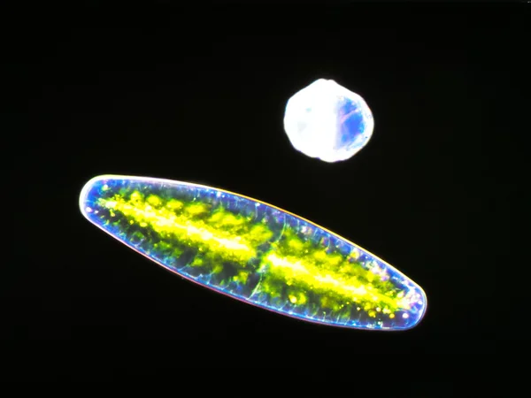 Microscopic life — Stock Photo, Image