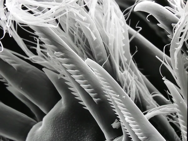Микроскопическая жизнь — стоковое фото