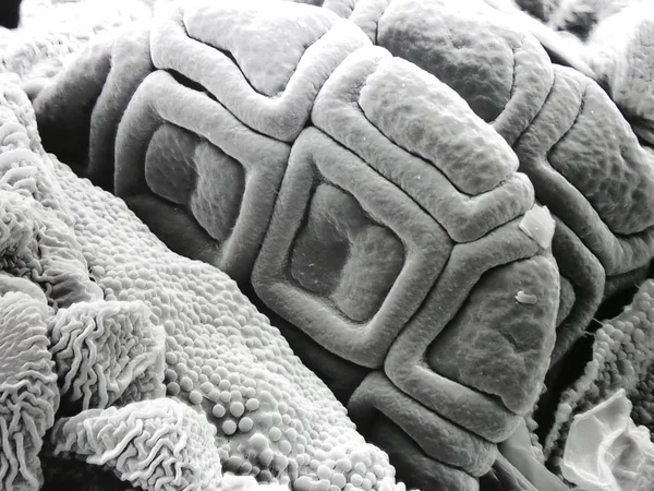 Микроскопическая жизнь — стоковое фото