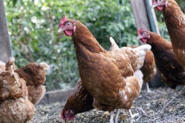 Arka bahçede yürüyen tavuklar var. Köydeki yerli çiftlik.