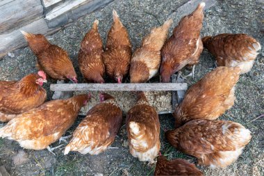 Güzel kahverengi tavuklar yerel çiftlikte tahıl yiyorlar. Doğal organik ev kavramı