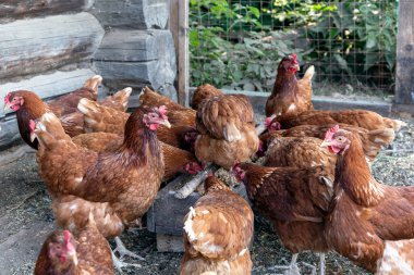 Güzel kahverengi tavuklar yerel çiftlikte tahıl yiyorlar. Doğal organik ev kavramı