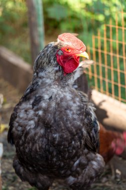 Evcil çiftlikteki güzel gri horoz. Doğal organik ev kavramı