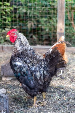 Evcil çiftlikteki güzel gri horoz. Doğal organik ev kavramı