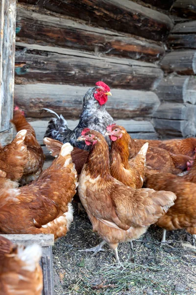 美しい灰色の雄鶏は 国内の農場で多くの茶色のハンスに囲まれています 有機的な家庭概念 — ストック写真