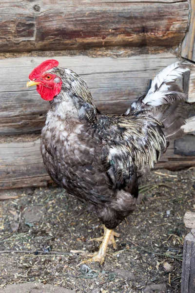 Beau Coq Gris Sur Ferme Domestique Concept Ménage Biologique Naturel — Photo