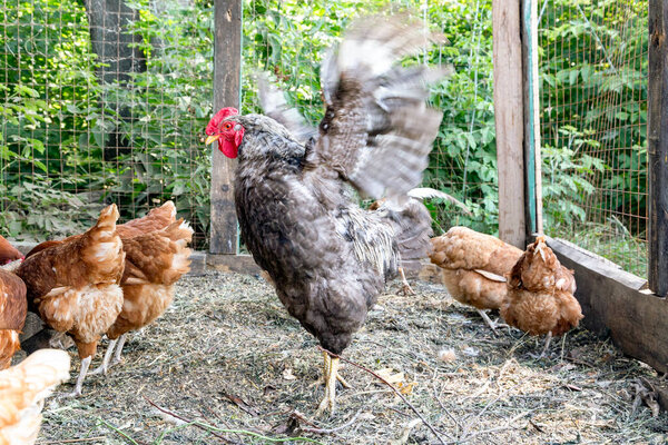 Angry nasty threatening gray rooster flaps its wings on the domestic farmyard