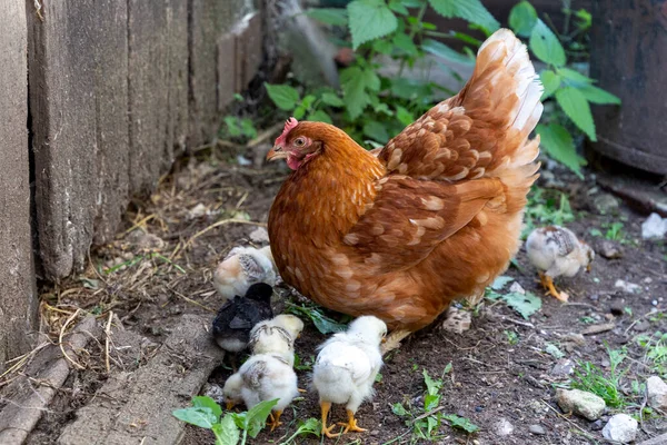 Hermosa Gallina Marrón Con Sus Pequeños Polluelos Recién Nacidos Caminando — Foto de Stock