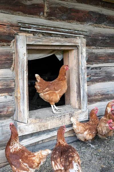 国内の農場で美しい茶色の鶏 有機的な家庭概念 — ストック写真