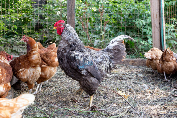 Beautiful gray rooster on the domestic farmyard. Natural organic household concept