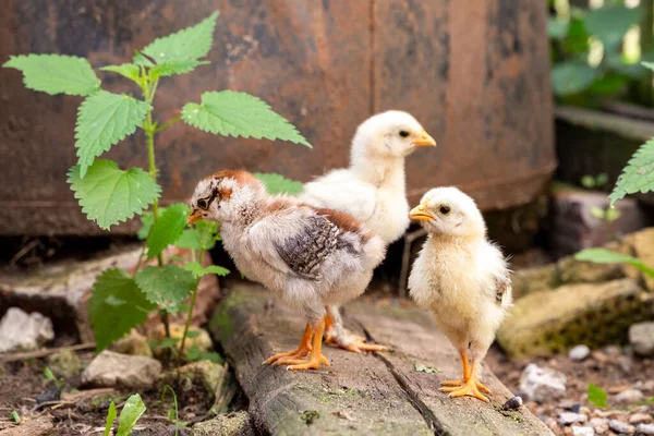 Yeni doğmuş küçük civcivler taze yeşil çimlerin üzerinde yürüyorlar. Doğal organik ev kavramı