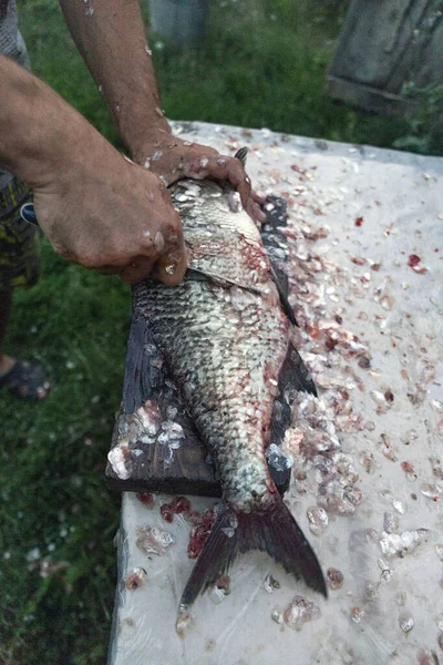A man cleans freshwater fish scales with a big knife. Fisherman\'s prey