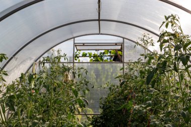 İçeriden domateslerin büyüdüğü bir sera.