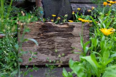 Yeşil çimenlerin arasında tahta paslı tahta. Metnin için fotokopi alanı olan bir çiçek.