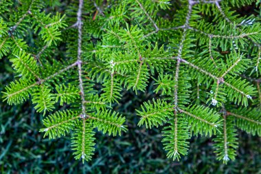 Yeşil yaz arkaplanı olarak güneş ışığına sahip kozalaklı bir ağacın taze yemyeşil dalları. Bahçedeki dekoratif ağaç.