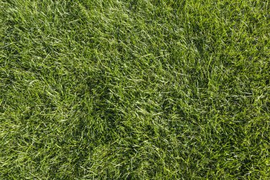 Taze yeşil çimenlik arka planda güneşli otlar