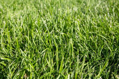 Taze yeşil çimenlik arka planda güneşli otlar