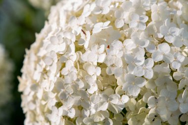 Beyaz, büyük bir çalı çiçeği. Doğal çiçek arkaplanı