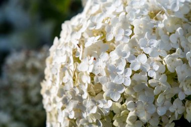 Beyaz, büyük bir çalı çiçeği. Doğal çiçek arkaplanı