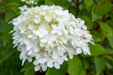 Ortancanın güzel beyaz çiçeği. Bahçeye ekilmiş dekoratif ürünler.