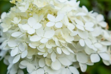 Beyaz hortensiya çiçek çalısı. Doğal çiçek arkaplanı