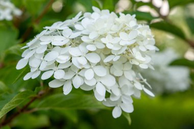 Ortancanın güzel beyaz çiçeği. Bahçeye ekilmiş dekoratif ürünler.
