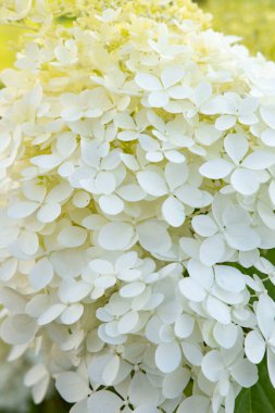 Beyaz büyük hortensiya çiçeğine yakın çekim. Doğal dikey çiçek arkaplanı