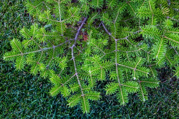 Свіжа Вічнозелена Гілка Хвойного Дерева Сонячним Світлом Зелений Літній Фон — стокове фото