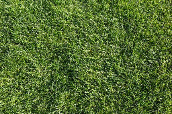 Taze yeşil çimenlik arka planda güneşli otlar