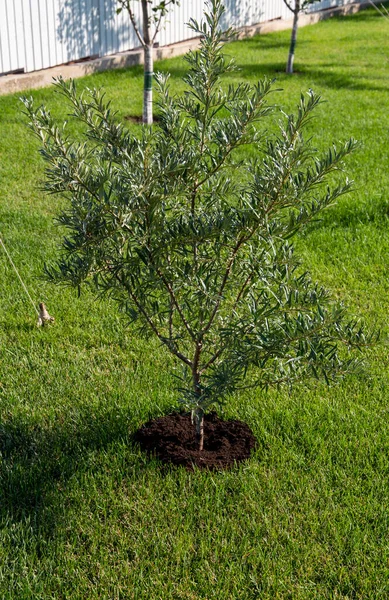 Bahçe ekimi için dekoratif tohumlardan büyüyen deniz dikenli ağaç çalısı.