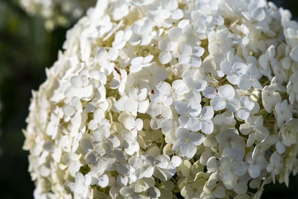 Witte Enorme Hortensia Bloemenstruik Natuurlijke Bloemen Achtergrond — Stockfoto