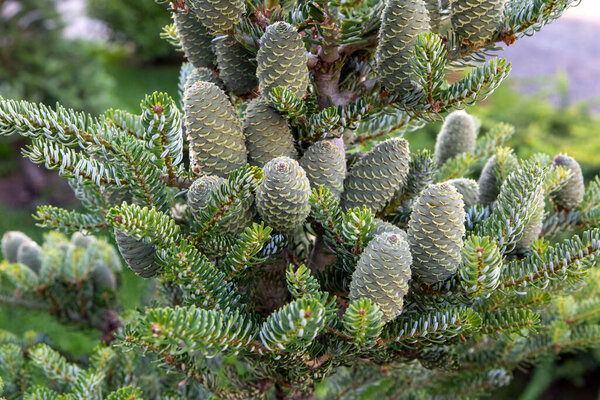 Куча зеленых декоративных конусов на хвойном дереве в саду. Садоводство и выращивание растений.